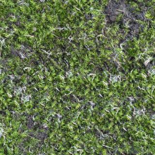 High Resolution Seamless Moss Texturel 0003